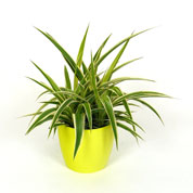 Planta Aranha Ocean + Cachep Verde Limo